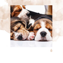 Sons pour le Calme Exotique