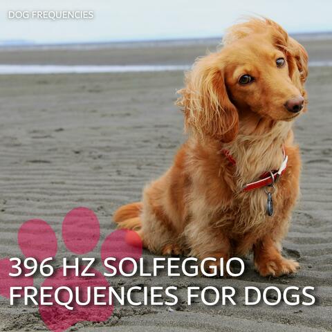 396 Hz Solfeggio Frequencies for Dogs