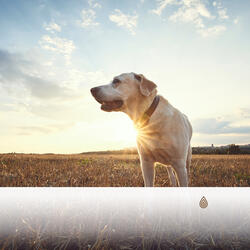 Pratique du Monde de la Forêt