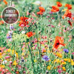 Amicable Piano Music