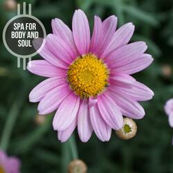 Soft and Delight Piano