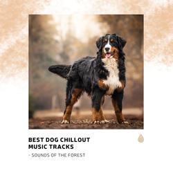 Inspirational Forest Nature Sounds