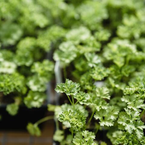 Calming baby smooth sound