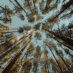 Calming rest baby sound