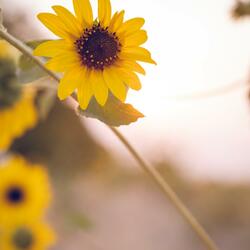 Sleep Zone Ruido para bebés