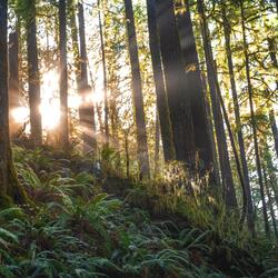 Ruido relajante de la máquina