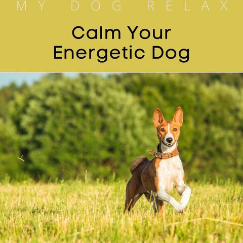 Calm Your Energetic Dog