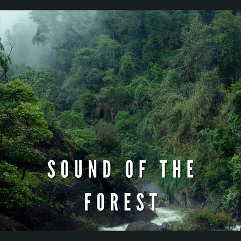 Sound of the Forest - Hang Drum Relax