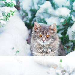 Pluie Claire au-dessus de la Forêt