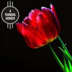 Meditation Piano Whisper
