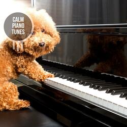 Happy and Peaceful Life (Soft Piano D Major)