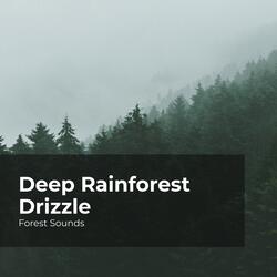 Owls Hooting at Night