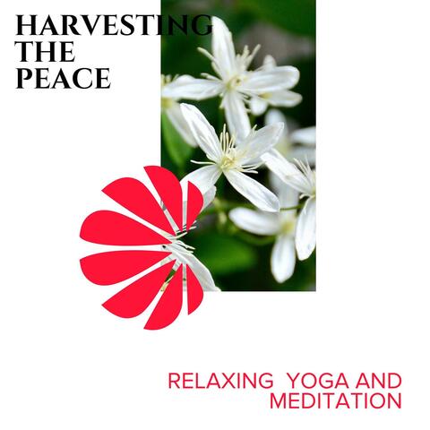 Harvesting the Peace - Relaxing Yoga and Meditation