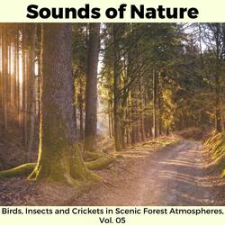 Hushed Quail Song