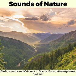 Young Night Coniferous Forests