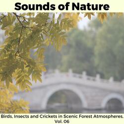 Enchanting Woodpecker in the Forest