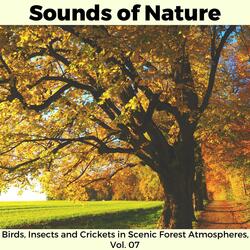 Melodious Small Bird