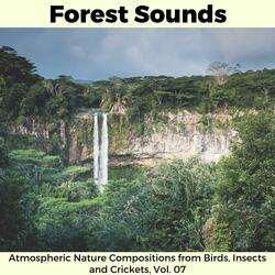 Replenish Yourself with Carolina Wren Birdsong