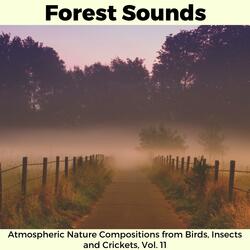 Gale and Insect Hum Ambient Tunes
