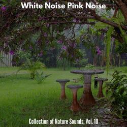 Coral Insects & Birds