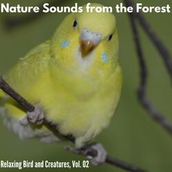 Tropical Bird Chirps at Dawn