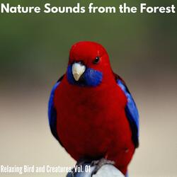 Mountain Night of Hope