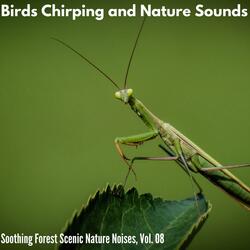 Replenish Yourself with Carolina Wren Birdsong