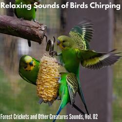 Upbeat Singing of the Carolina Wren