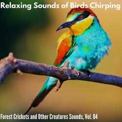 Mystical Red-eye Bulbul Sings at Dawn