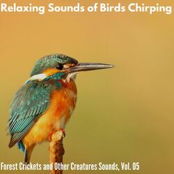 Spring Birdsong for Rejuvenating Ambiance