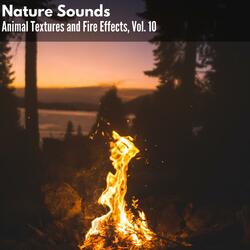 Morning Fire and Birds