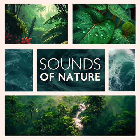 Sounds Of Nature: Relaxing Natural Ambience For Meditation And Sleep (Ocean Waves, Rain, Birds, Forest & Jungle)