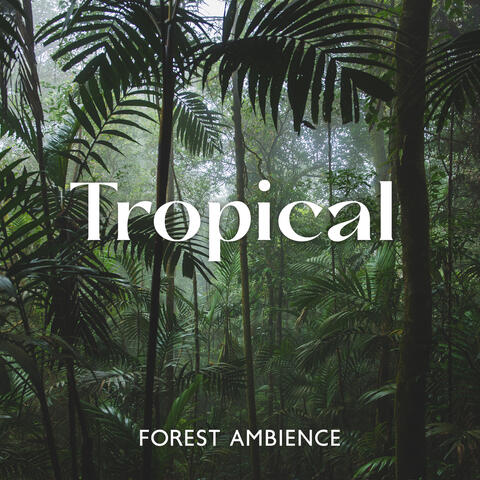 Tropical Forest Ambience: Sounds From Nature (Rain, Birds, Rivers & Waterfalls)