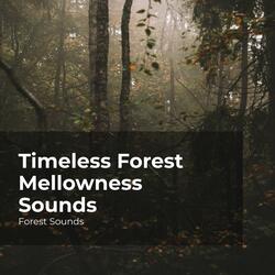 Forest Sound Effect