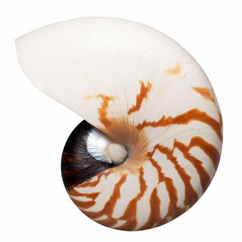 Kessea Root