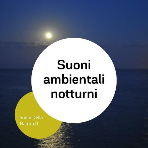 Suoni ambientali notturni, Suoni di palude di notte