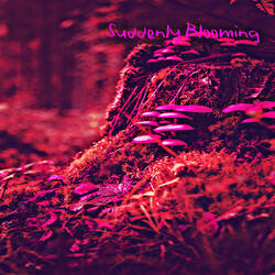 Suddenly Blooming