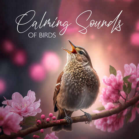 Calming Sounds of Birds Chirping in Spring