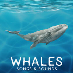 Whale Song Journey