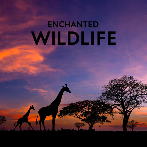 Enchanted Wildlife: Delicate African Nature Sounds, Relaxation in Wilderness