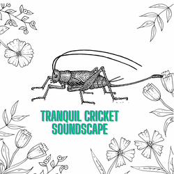 Tranquil Cricket Symphony for Inner Calm