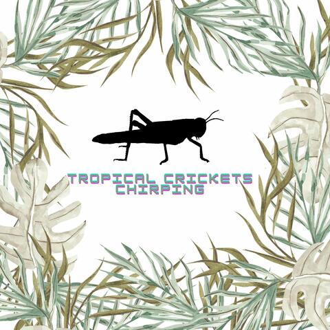 Tropical Crickets Chirping: Serene Nature Sounds - Relaxation and Deep Sleep Therapy