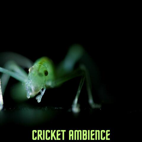 Crickets Ambience : Rainforest Sleep Sounds