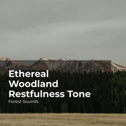Quiet Calming Forest