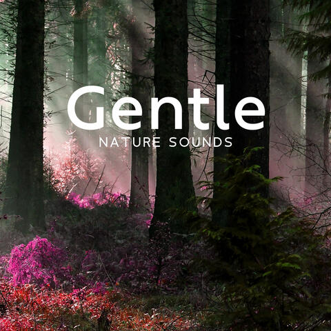 Gentle Nature Sounds – Home Study Session (Cozy Relaxing Background)
