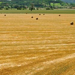 Quicksilver Whifflefeet