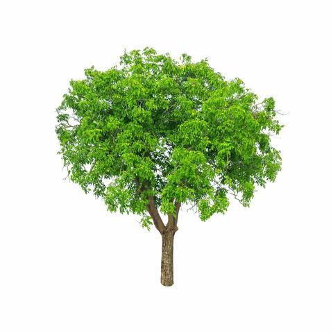 Salvunda