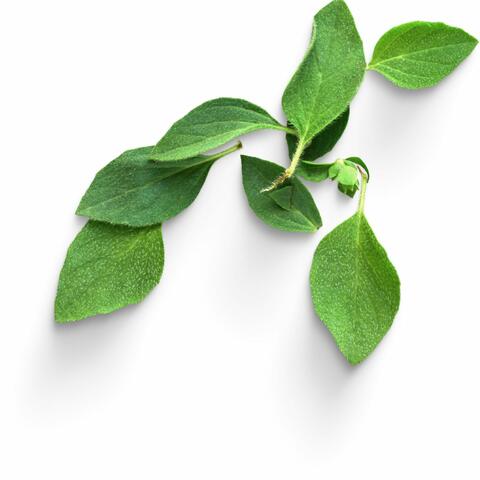 West Bumblemint