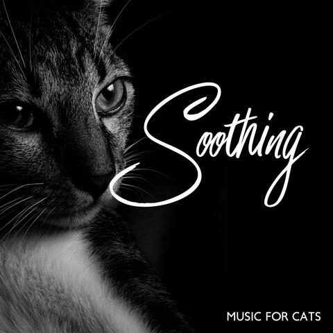 Soothing Music For Cats