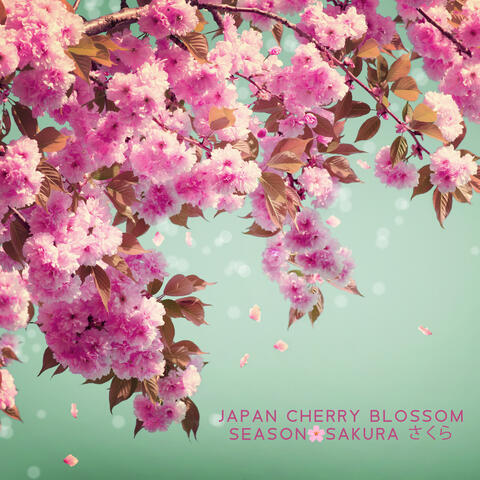 Japan Cherry Blossom Season 🌸Sakura さくら